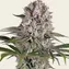 Amnesia Haze - Image 1
