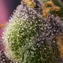 Hindu Kush - Image 5