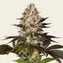Hindu Kush - Image 2