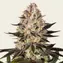 Hindu Kush - Image 3