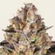 Hindu Kush - Image 4
