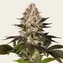 Hindu Kush - Image 1