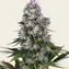 Northern Lights - Image 1