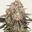 AK-47 - Image 2