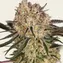 AK-47 - Image 3
