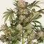 AK-47 - Image 4