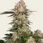 AK-47 - Image 5