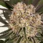 AK-47 - Image 6