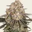 AK-47 - Image 1