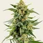 Skunk #1 - Image 2