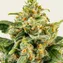 Skunk #1 - Image 3