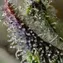 Skunk #1 - Image 4
