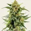 Skunk #1 - Image 1