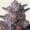 Zillions - Image 2