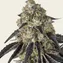 Black Cherry Gushers - Image 2