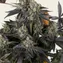 Black Cherry Gushers - Image 5