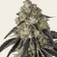 Black Cherry Gushers - Image 1