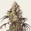 Lemon Cherry Gelato - Image 2