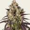 Lemon Cherry Gelato - Image 3