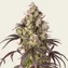Lemon Cherry Gelato - Image 1
