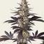White Runtz - Image 3