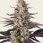 White Runtz - Image 5