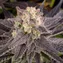 White Runtz - Image 6