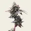 GMO Cookies - Image 3