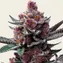 Cherry Poppers - Image 2