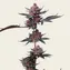 Cherry Poppers - Image 3