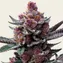 Cherry Poppers - Image 1