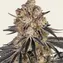 Rainbow Sherbet - Image 2
