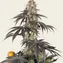 Rainbow Sherbet - Image 5
