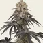 Rainbow Sherbet - Image 6