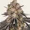Rainbow Sherbet - Image 1