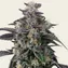 Super Boof - Image 1