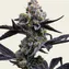 Garlic Cookies - Image 2