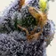 Garlic Cookies - Image 3