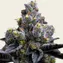 Garlic Cookies - Image 1