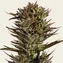 Thin Mint x Sour Pinot Auto - Image 2