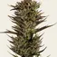Thin Mint x Sour Pinot Auto - Image 3