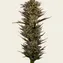 Thin Mint x Sour Pinot Auto - Image 4