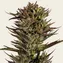 Thin Mint x Sour Pinot Auto - Image 1