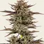 Frosted Zinn x 3 Bears OG Auto - Image 2