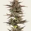 Frosted Zinn x 3 Bears OG Auto - Image 3
