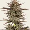 Frosted Zinn x 3 Bears OG Auto - Image 1