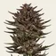 Frosted Zinn x Cookie Dog Auto - Image 1