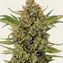 Acapulco Gold - Regular - Image 2