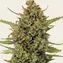 Acapulco Gold - Regular - Image 1
