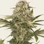 Master Kush - Regular - Image 2